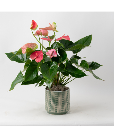 The Pink Anthurium flowering plant makes a perfect house plant. 