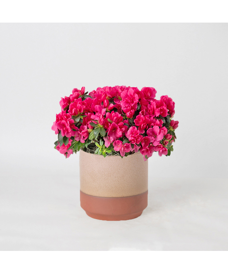 Pink azalea flowering plant in an upgraded white ceramic cylinder pot. 