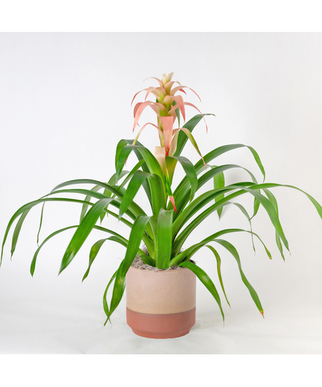 A perfect and glowing Bromeliad blooming plant.