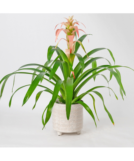 A perfect and glowing Bromeliad blooming plant.