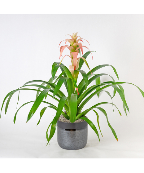 A perfect and glowing Bromeliad blooming plant.
