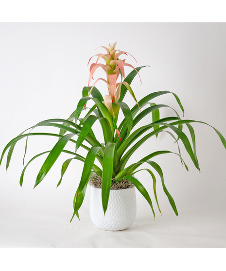 Deluxe Pink Tropic Bromeliad