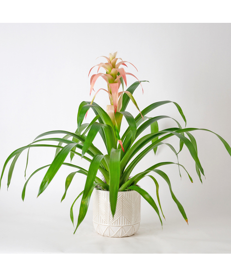 A perfect and glowing Bromeliad blooming plant.