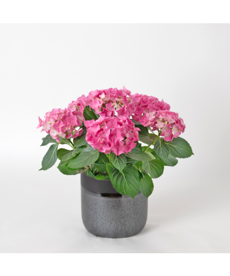 Pink Hydrangea flowering plant. 