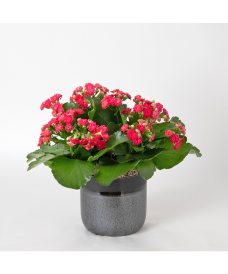 Deluxe-Pink Kalanchoe flowering plant. 