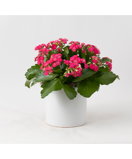 Pink Kalanchoe flowering plant. 