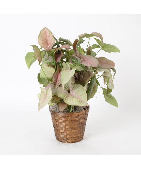 The Pink Nephthytis is a stunning addition to any indoor plant collection, featuring vibrant, heart-shaped leaves with deep green hues