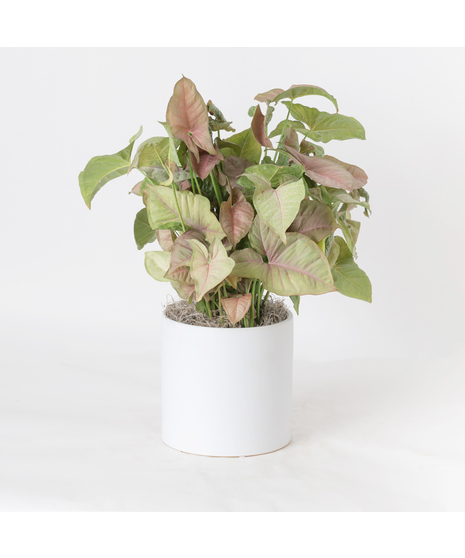 Deluxe Pink Nephthytis