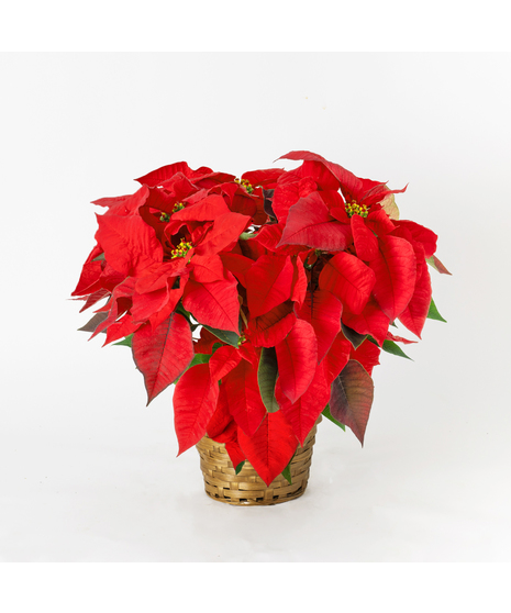 Red Poinsettia