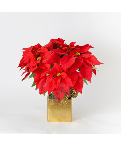 Luxury Red Poinsettia