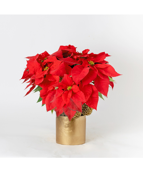 Luxury Red Poinsettia