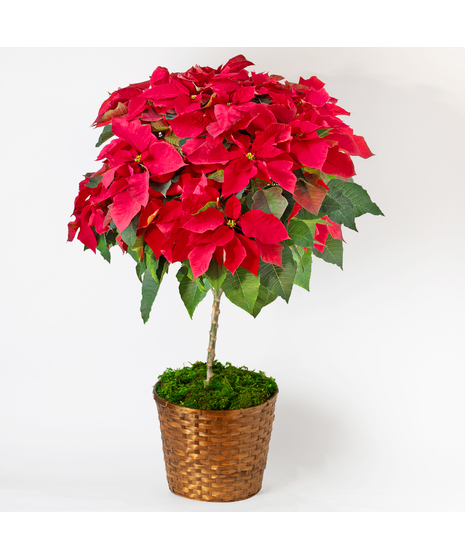 Poinsettia Spirit Tree