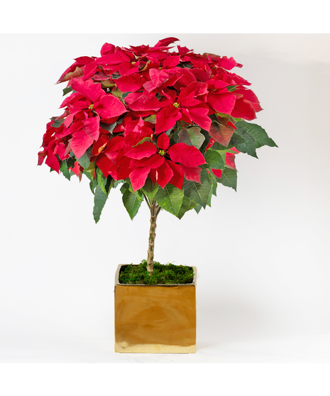 Poinsettia Spirit Tree Deluxe