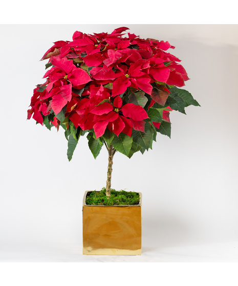 Freytag's Florist Poinsettia Spirit