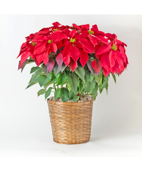 Voluminous Red Poinsettia