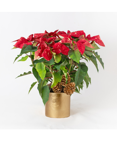 Luxury Jingle Bell Poinsettia