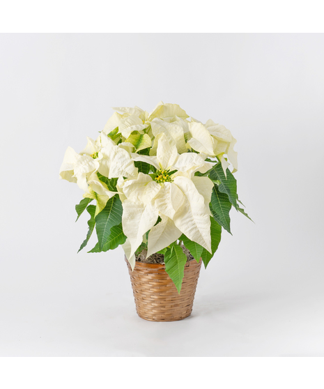White Poinsettia