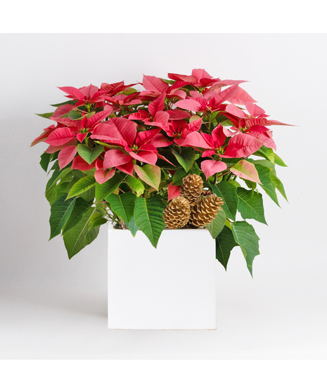 Voluminous Luxury Pink Poinsettia