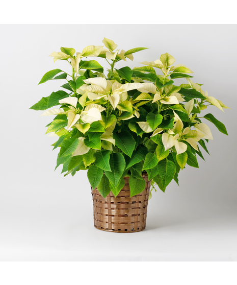Voluminous White Poinsettia