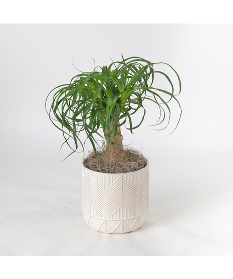 Bring a touch of modern elegance to your space with the Moonlight Philodendron in a 6-inch pot.