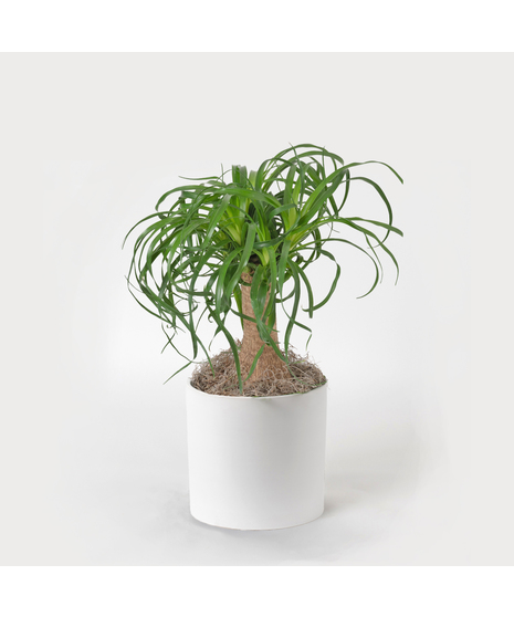 Bring a touch of modern elegance to your space with the Moonlight Philodendron in a 6-inch pot.