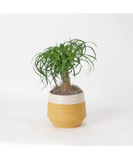 Bring a touch of modern elegance to your space with the Pony Tail Palm in a 6-inch pot.