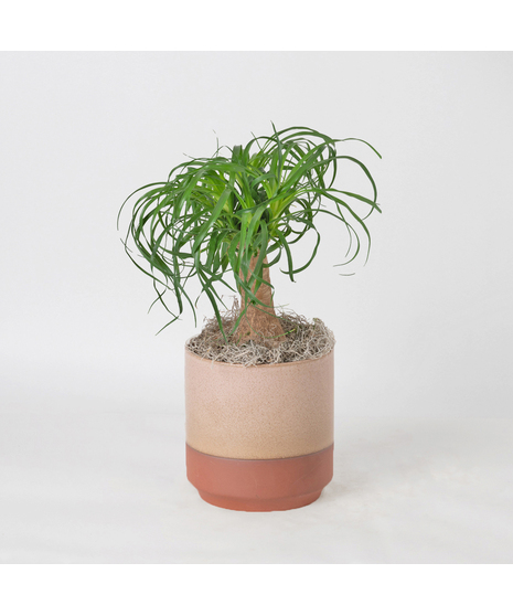 Bring a touch of modern elegance to your space with the Moonlight Philodendron in a 6-inch pot.