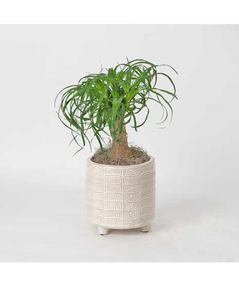 Deluxe Ponytail Palm Tree