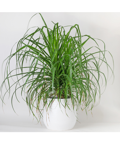 Large Ponytail Palm