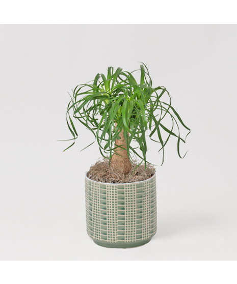 Bring a touch of modern elegance to your space with the Moonlight Philodendron in a 6-inch pot.