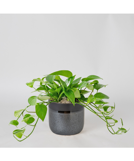 This petite pothos ivy plant is easy to care for and does well with moderate light in the home or office.
