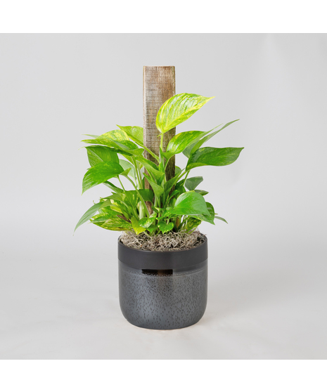 This petite pothos pole ivy plant is easy to care for and does well with moderate light in the home or office.