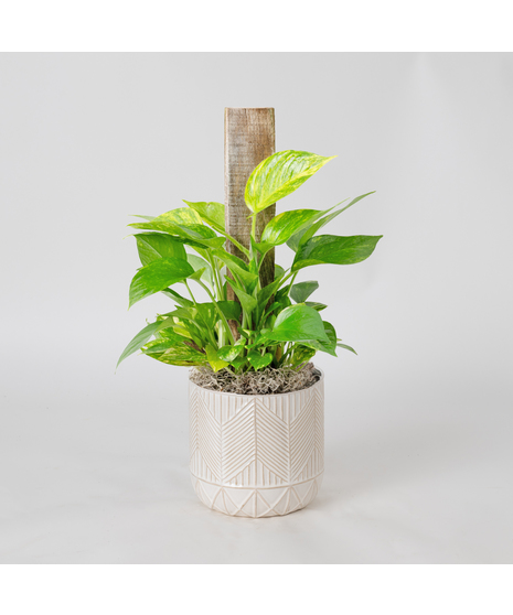 This petite pothos pole ivy plant is easy to care for and does well with moderate light in the home or office.
