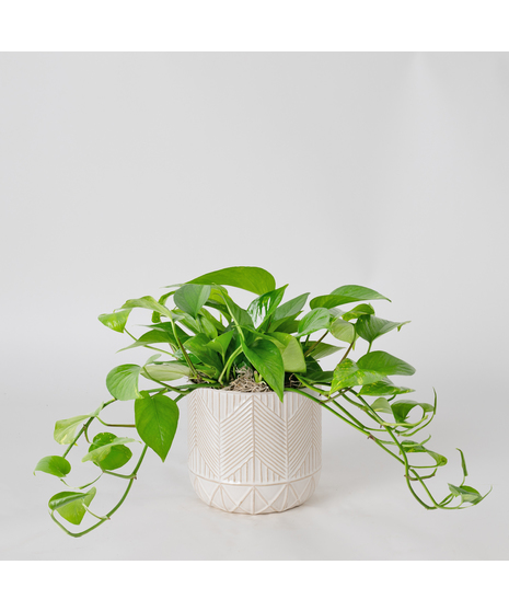 Deluxe Pothos Ivy