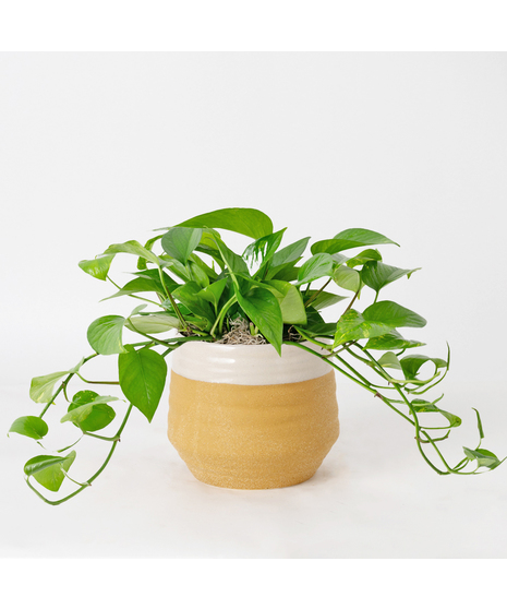 This petite pothos ivy plant is easy to care for and does well with moderate light in the home or office.