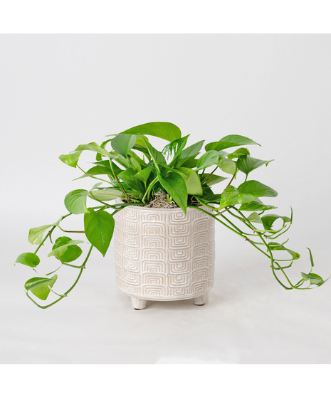 This petite pothos ivy plant is easy to care for and does well with moderate light in the home or office.