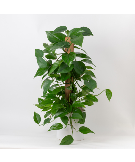 Medium Pothos Pole Ivy
