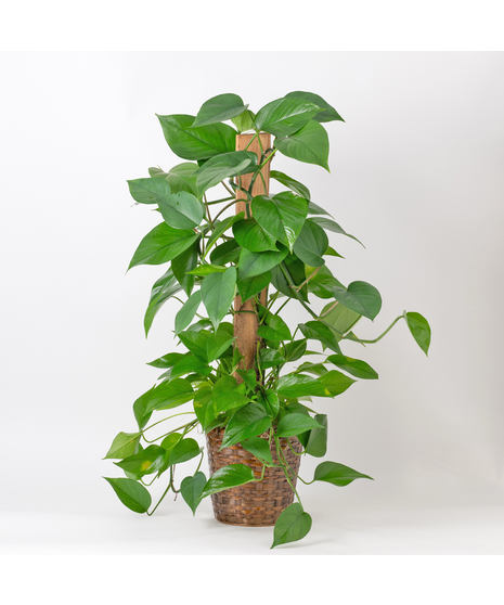 The Pothos Pole Ivy is an easy-care, medium-sized indoor plant, perfect for adding lush greenery 