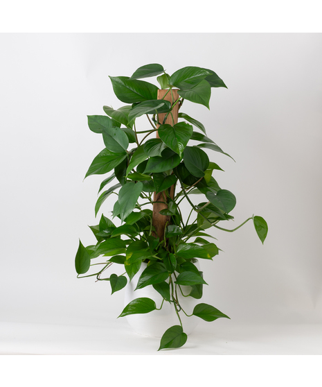 The Pothos Pole Ivy is an easy-care, medium-sized indoor plant, perfect for adding lush greenery 