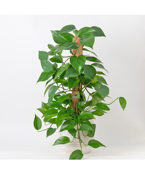 The Pothos Pole Ivy is an easy-care, medium-sized indoor plant, perfect for adding lush greenery 