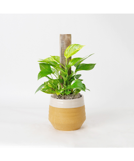 This petite pothos pole ivy plant is easy to care for and does well with moderate light in the home or office.