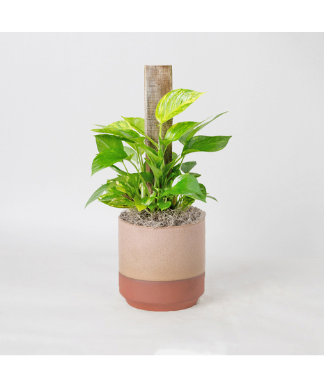 This petite pothos pole ivy plant is easy to care for and does well with moderate light in the home or office.