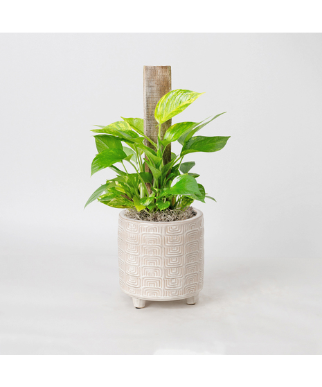This petite pothos pole ivy plant is easy to care for and does well with moderate light in the home or office.