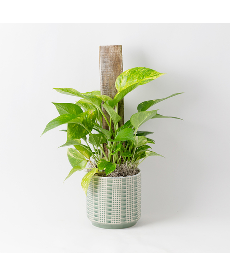 This petite pothos pole ivy plant is easy to care for and does well with moderate light in the home or office.