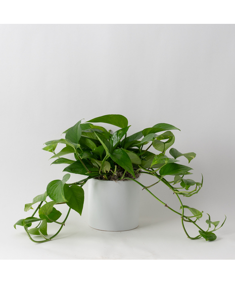 This petite pothos ivy plant is easy to care for and does well with moderate light in the home or office.