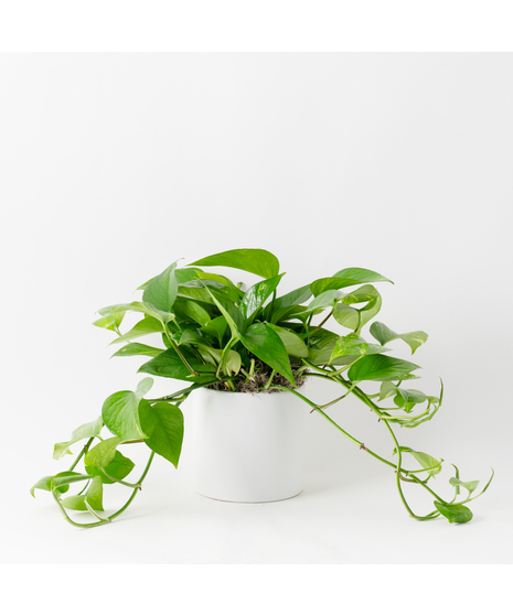 Deluxe Pothos Ivy