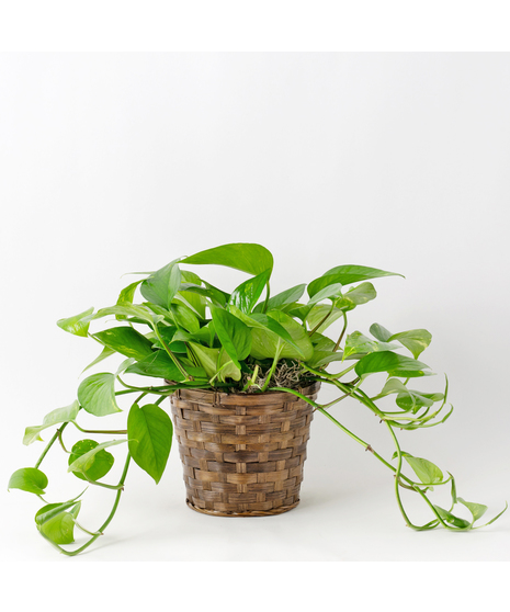 Pothos Ivy