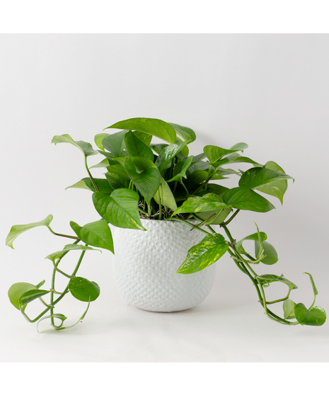 This petite pothos ivy plant is easy to care for and does well with moderate light in the home or office.