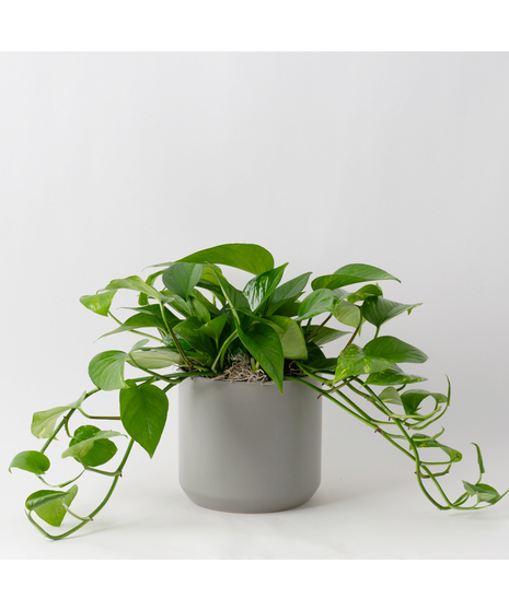 This petite pothos ivy plant is easy to care for and does well with moderate light in the home or office.