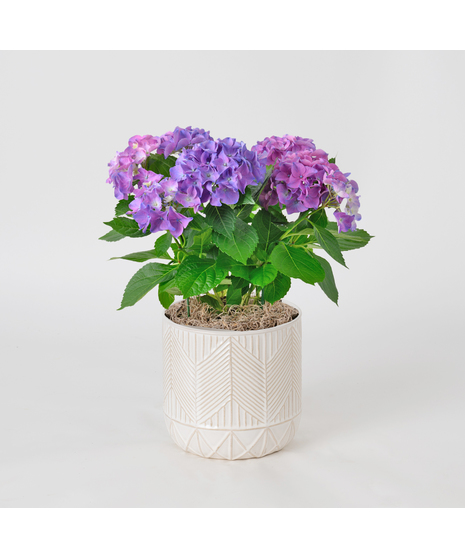 Flowering Plants